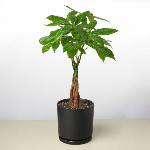 Money Tree 'Guiana Chestnut' Pachira Braid