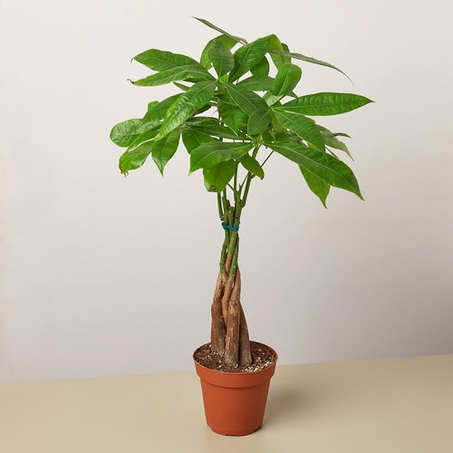 Money Tree 'Guiana Chestnut' Pachira Braid